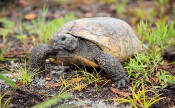 Enforcement Division of Florida caught a man for killing and eating threatened tortoises