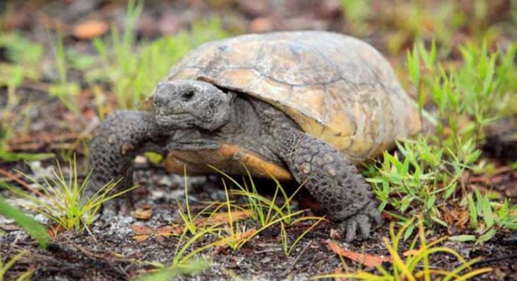 Enforcement Division of Florida caught a man for killing and eating threatened tortoises