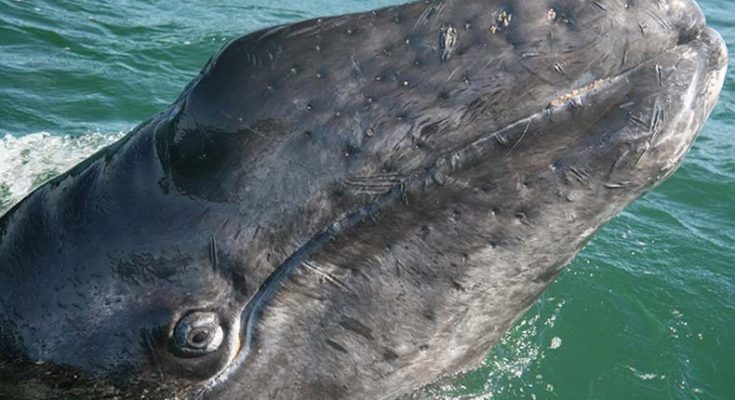 A female member of Canadian tourists died with injuries after a whale crashed into the boat