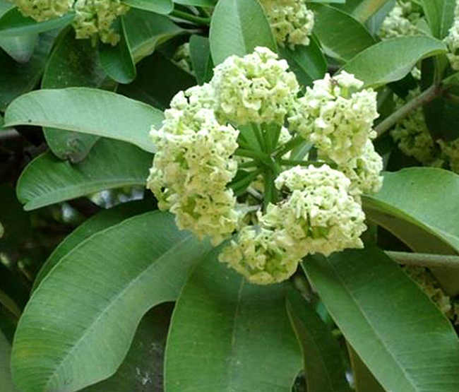 Alstonia scholaris herbal plant