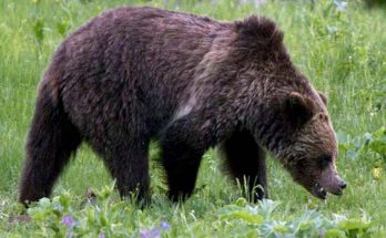 Grizzly bear attacked and partially consumed a hiker