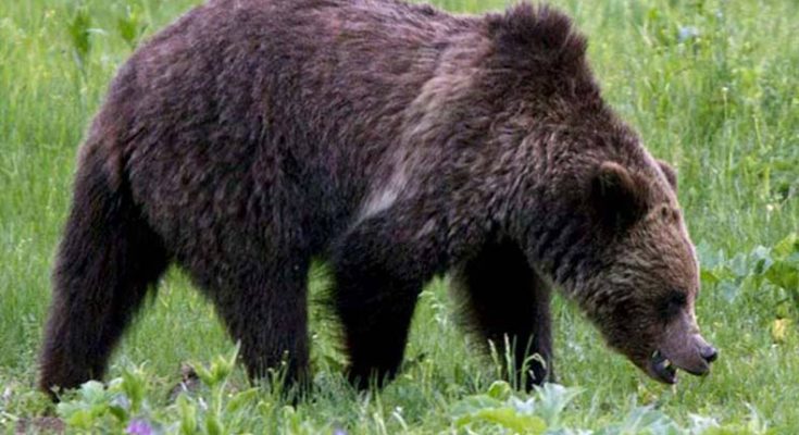 Grizzly bear attacked and partially consumed a hiker