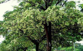 Potential Alstonia scholaris – neglected in India, but cherished in China