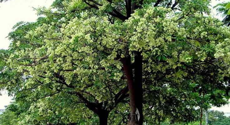 Potential Alstonia scholaris – neglected in India, but cherished in China