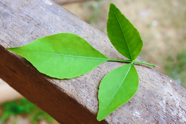 Potential medicinal tree Bael with antibacterial, antiviral, antifungal  properties | Bigumbrella