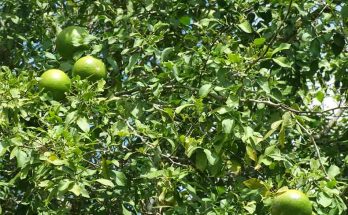 Potential medicinal tree Bael with antibacterial, antiviral, antifungal properties