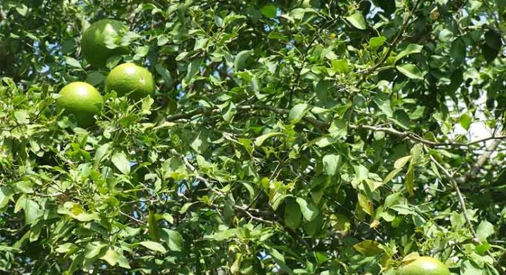 Potential medicinal tree Bael with antibacterial, antiviral, antifungal properties