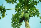 Tremendous benefits of consuming Papaya leaf extract regularly