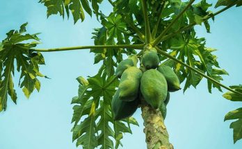 Tremendous benefits of consuming Papaya leaf extract regularly