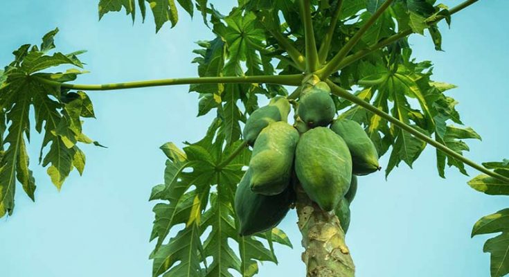 Tremendous benefits of consuming Papaya leaf extract regularly