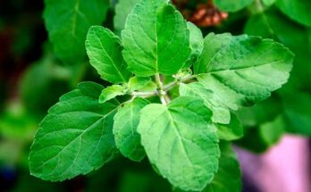 Why Tulsi is called the Queen of Herbs?