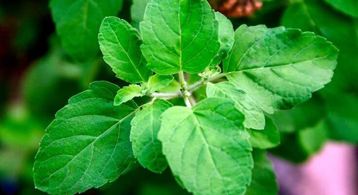 Why Tulsi is called the Queen of Herbs?