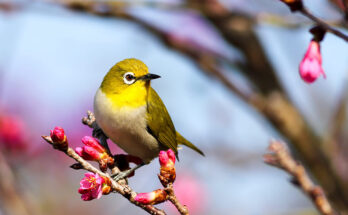 Weaverbird – a very intelligent bird and a natural engineer