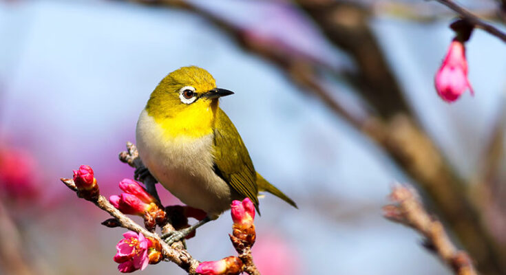 Weaverbird – a very intelligent bird and a natural engineer