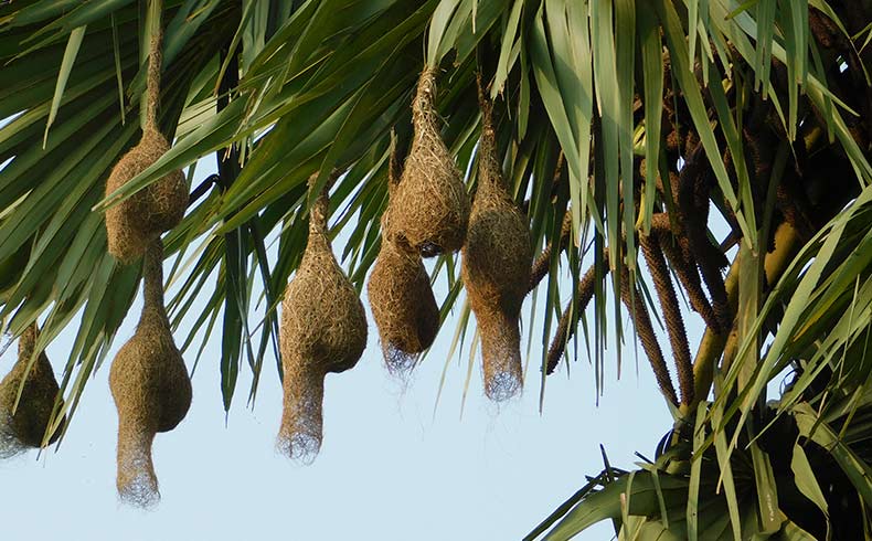 very beautiful hanging nest like the lantern