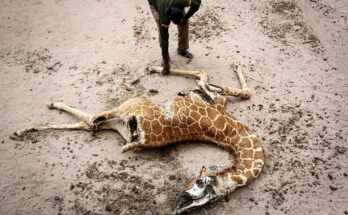 Severe drought in Kenya, wildlife are dying