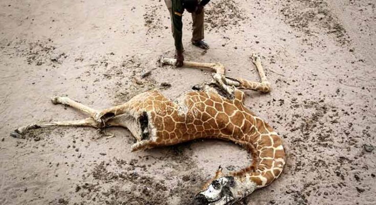Severe drought in Kenya, wildlife are dying