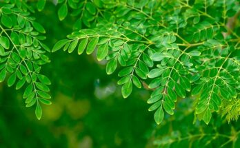 Know about Moringa – the miracle tree