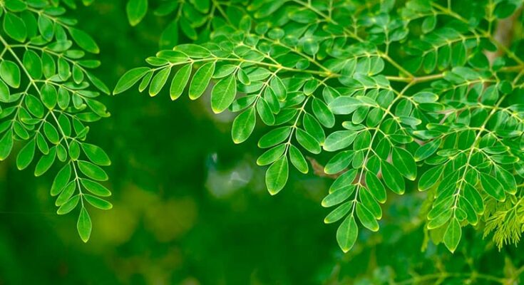 Know about Moringa – the miracle tree